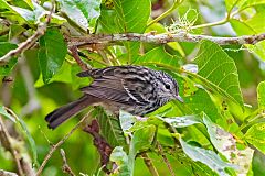 Arrowhead Warbler